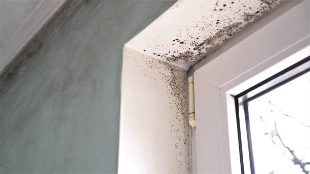 Best Mold Testing and Inspection Services in Bridgewater Center, NJ