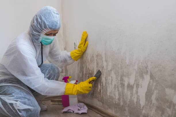 Best Industrial Mold Remediation in Bridgewater Center, NJ