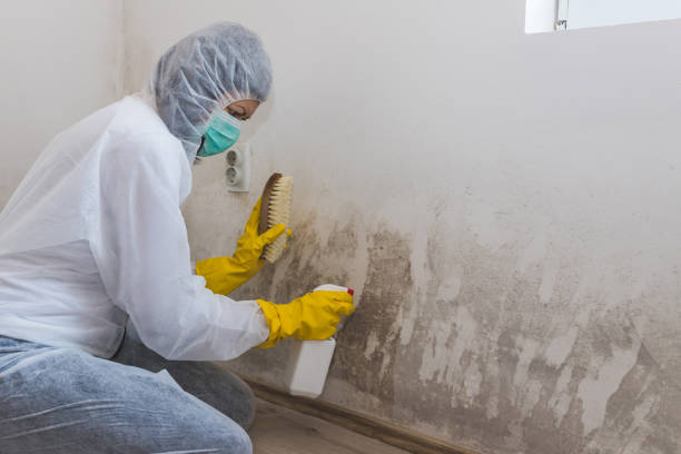 Best Black Mold Remediation in Bridgewater Center, NJ