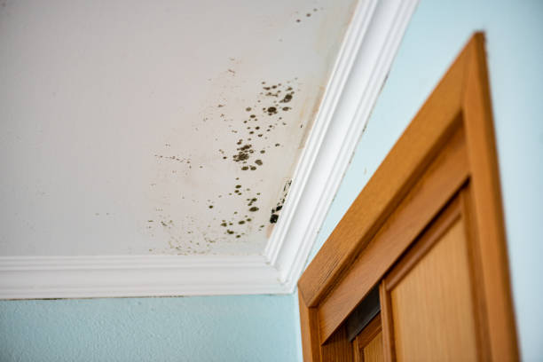 Professional Mold Remediation in Bridgewater Center, NJ