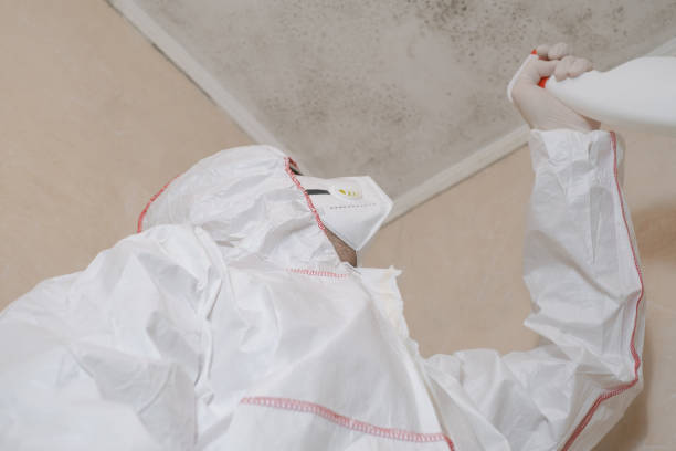 Best White Mold Remediation in Bridgewater Center, NJ