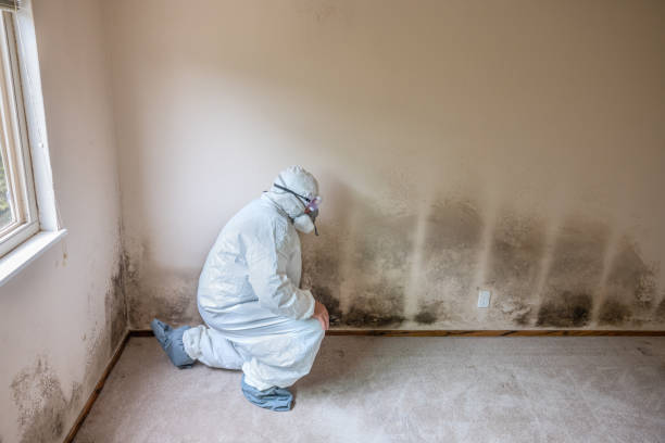 Best Health and Safety Mold Remediation in Bridgewater Center, NJ