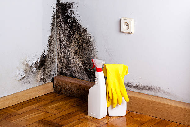 Best Post-Remediation Services in Bridgewater Center, NJ