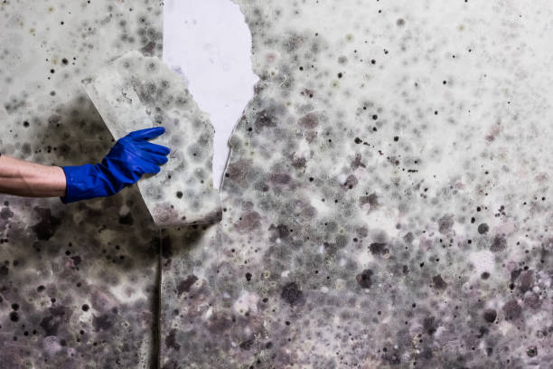  Bridgewater Center, NJ Mold Removal Pros