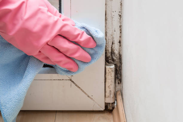 Best Residential Mold Remediation in Bridgewater Center, NJ